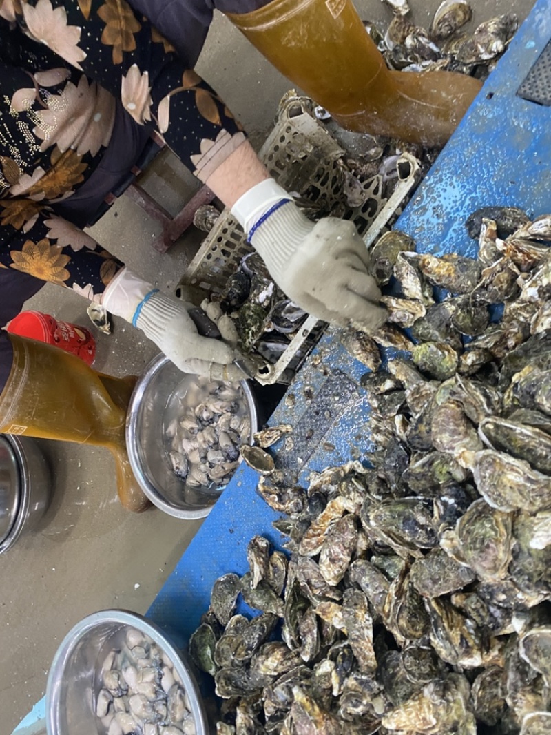 新鲜生蚝肉，产地直发，大量供应