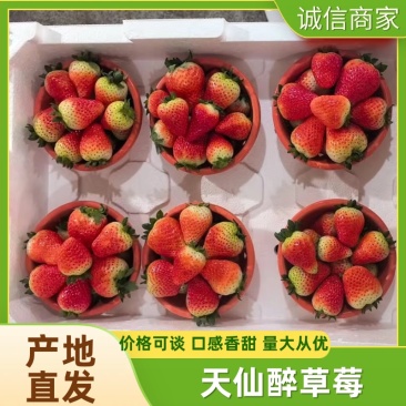 草莓天仙醉草莓阜阳产区直发保质保量发货全国