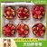 草莓天仙醉草莓阜阳产区直发保质保量发货全国