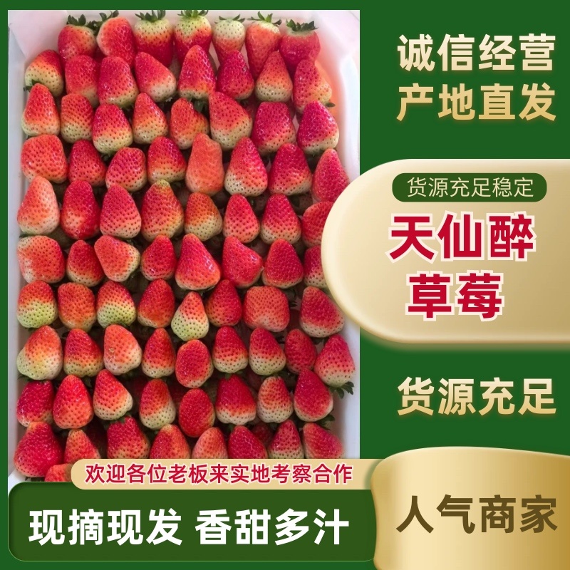 天仙醉草莓基地直发一手货源保质保量发货全国
