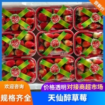 精品天仙醉草莓自家果园基地直发对接全国欢迎咨询