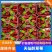 精品天仙醉草莓自家果园基地直发对接全国欢迎咨询