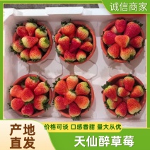 天仙醉草莓自家果园基地直发一手货源供应各大平台批发市场