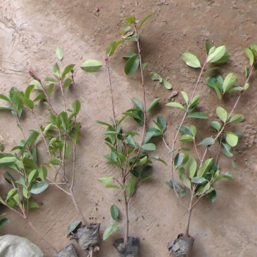 红叶石楠小杯苗红叶石楠基地，杯苗地苗，色泽鲜艳，植株健壮