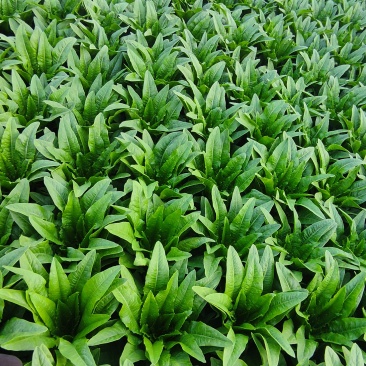 油麦菜精品