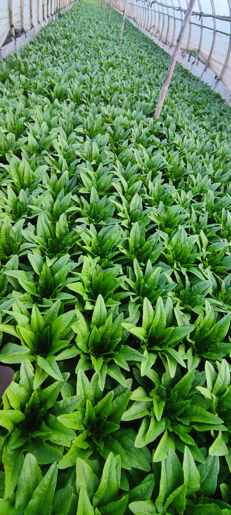 油麦菜精品