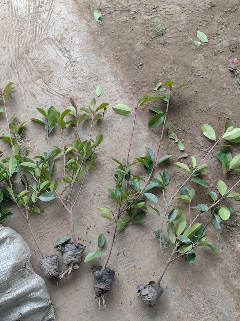 红叶石楠小杯苗红叶石楠基地，杯苗地苗，色泽鲜艳，植株健壮