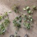 红叶石楠小杯苗红叶石楠基地，杯苗地苗，色泽鲜艳，植株健壮