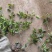 红叶石楠小杯苗红叶石楠基地，杯苗地苗，色泽鲜艳，植株健壮