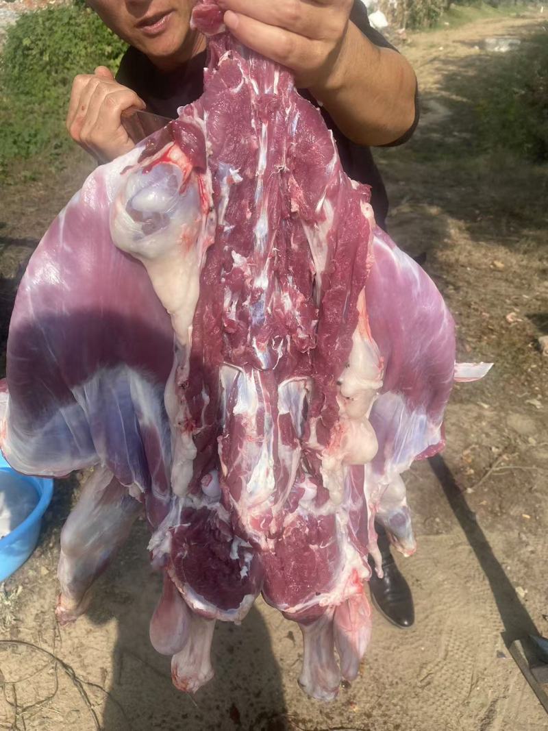 安徽羊胴体全羊白条羊，已经处理干净，量大可优惠电话联系