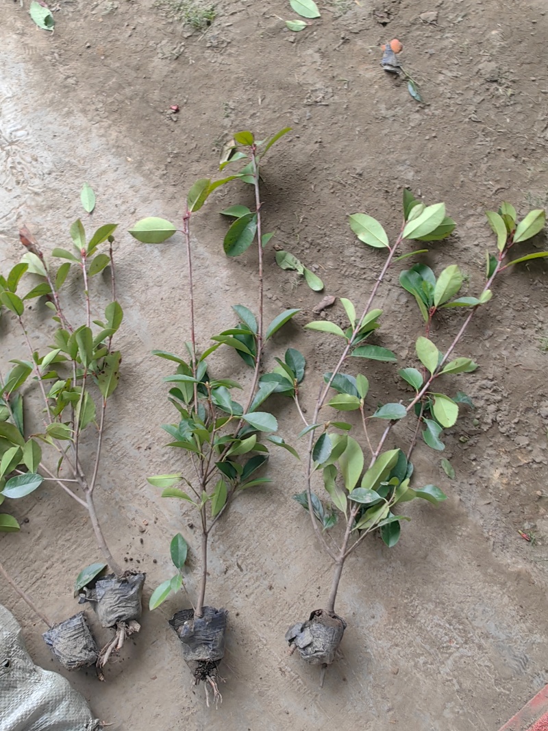 红叶石楠小杯苗红叶石楠基地，杯苗地苗，色泽鲜艳，植株健壮