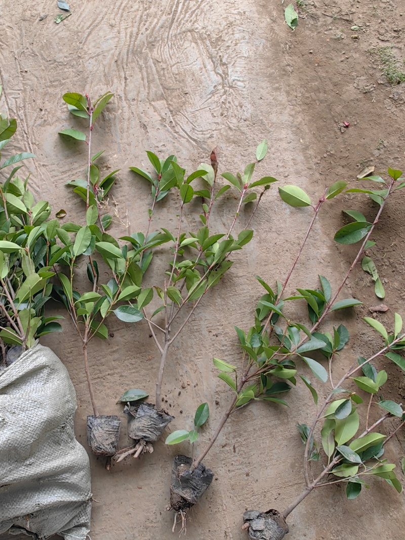 红叶石楠小杯苗红叶石楠基地，杯苗地苗，色泽鲜艳，植株健壮