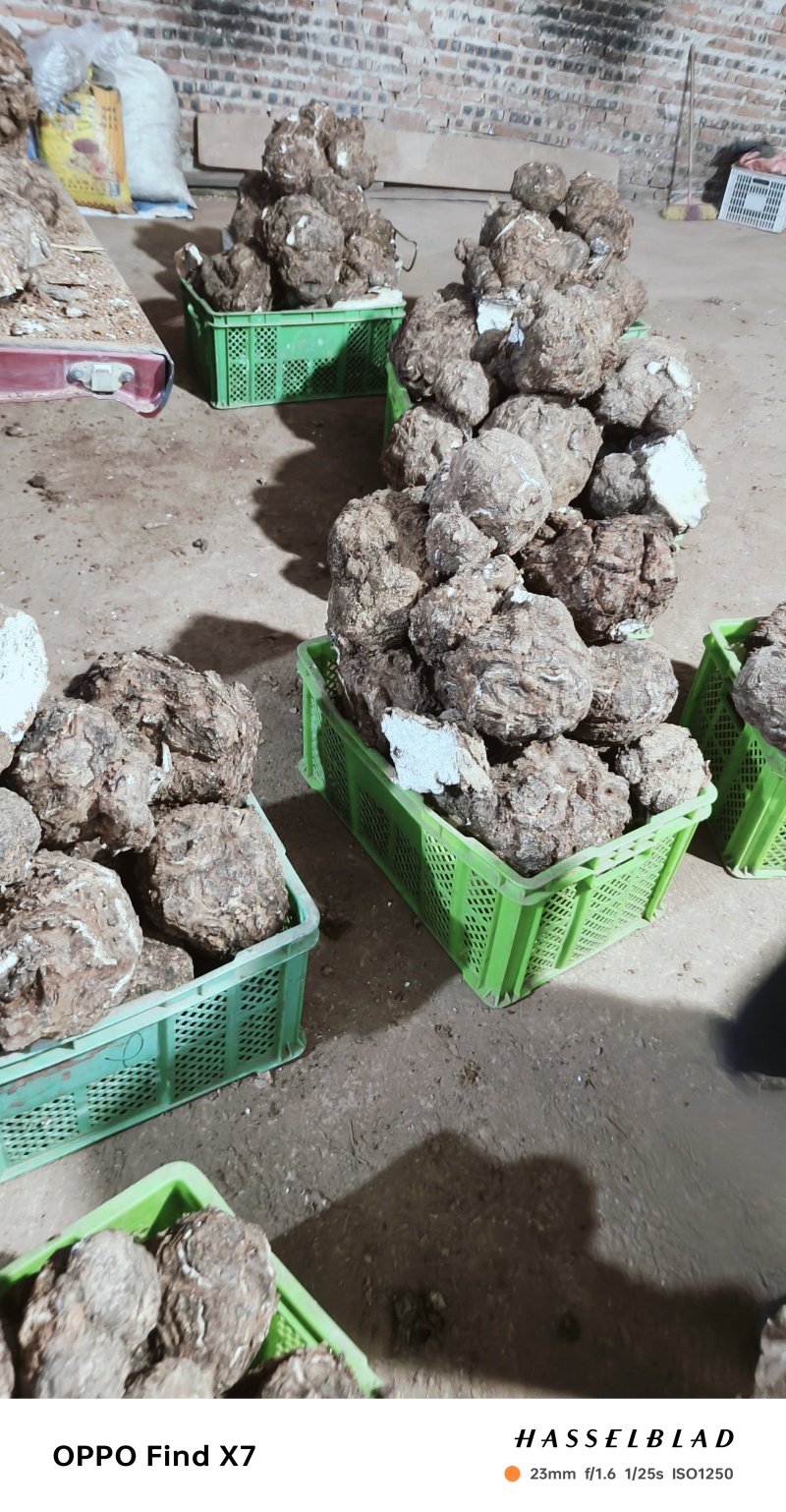 云南茯苓产地直供批发