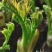 【刺嫩芽鲜菜】山野菜刺老芽刺嫩芽乌龙头野菜产地直供