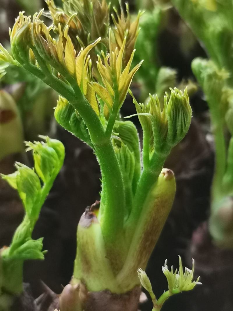 【刺嫩芽鲜菜】山野菜刺老芽刺嫩芽乌龙头野菜产地直供