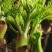 【刺嫩芽鲜菜】山野菜刺老芽刺嫩芽乌龙头野菜产地直供