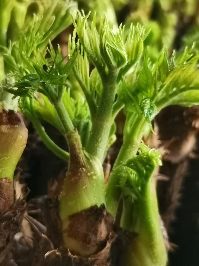 【刺嫩芽鲜菜】山野菜刺老芽刺嫩芽乌龙头野菜产地直供