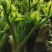【刺嫩芽鲜菜】山野菜刺老芽刺嫩芽乌龙头野菜产地直供