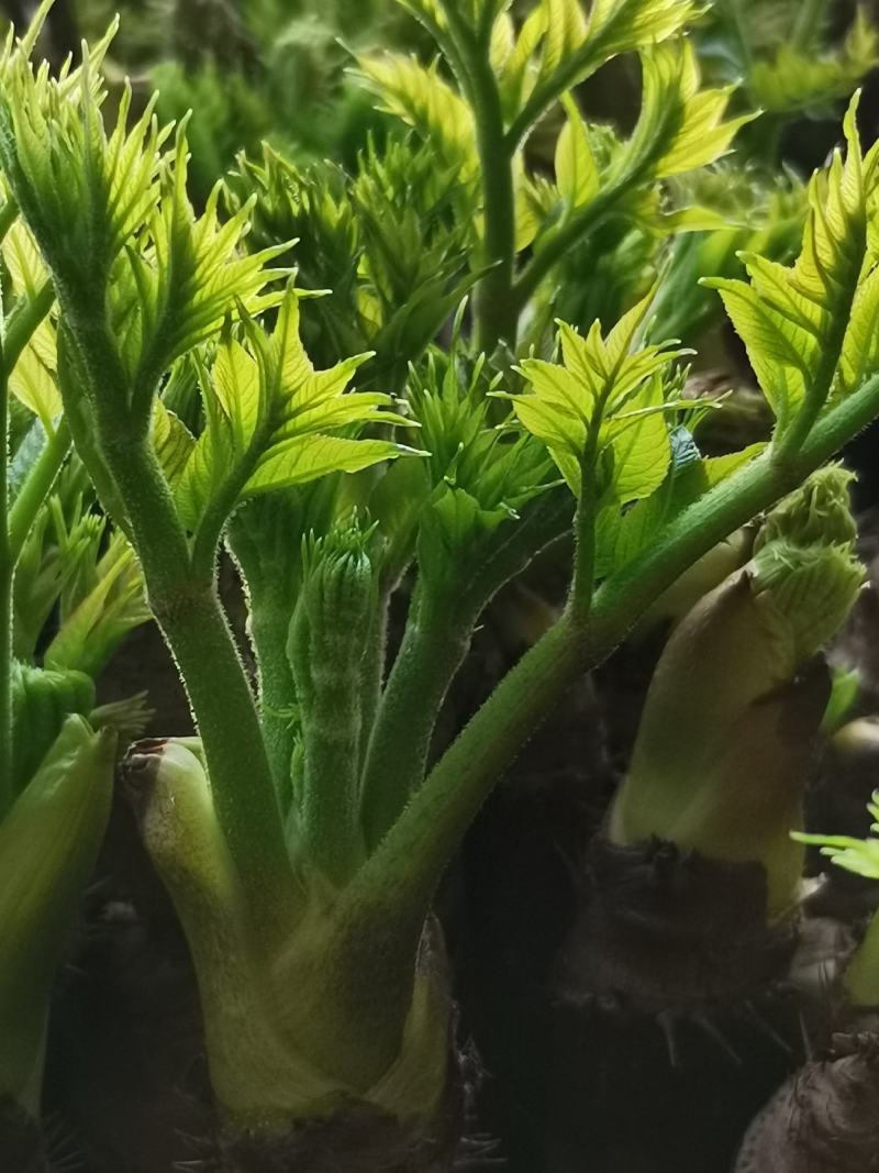 【刺嫩芽鲜菜】山野菜刺老芽刺嫩芽乌龙头野菜产地直供