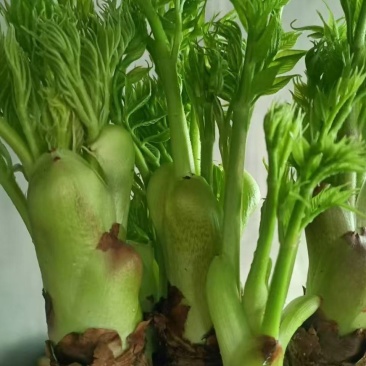 【刺嫩芽鲜菜】山野菜刺老芽刺嫩芽乌龙头野菜产地直供