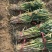 河南钢葱长白葱大葱市场货电商货基地直供