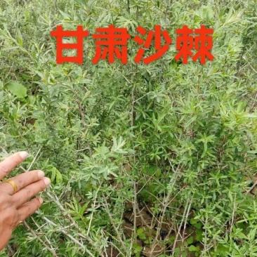 沙棘大量批发30公分40公分50公分60公分以上