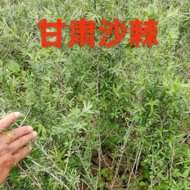 沙棘大量批发30公分40公分50公分60公分以上