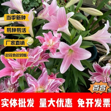 百合厂家货源批发价格全国发货价格便宜欢迎下单咨询