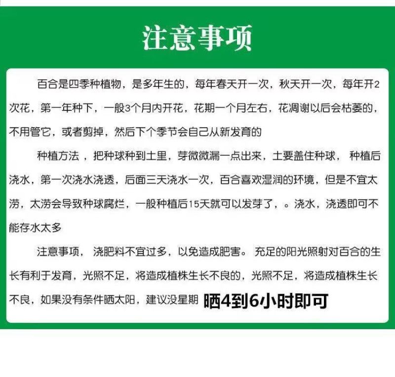 百合厂家货源批发价格全国发货价格便宜欢迎下单咨询