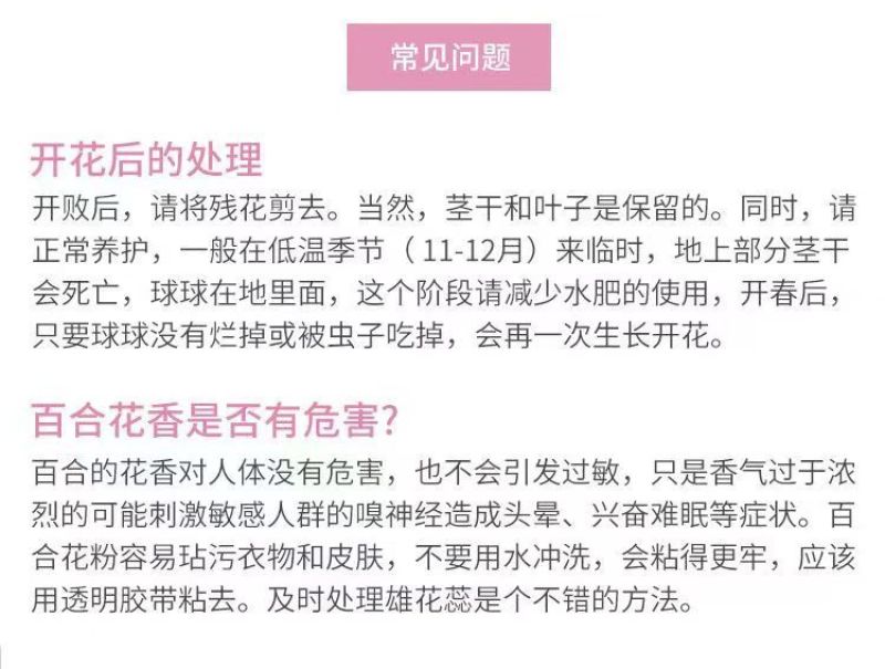 百合厂家货源批发价格全国发货价格便宜欢迎下单咨询