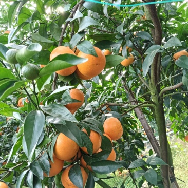 砂糖橘沃柑