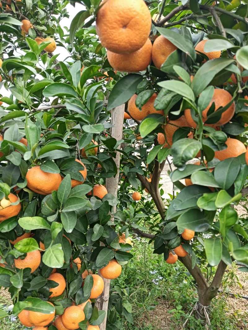 砂糖橘沃柑