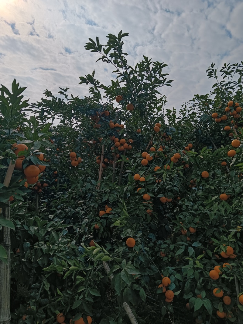 砂糖橘沃柑
