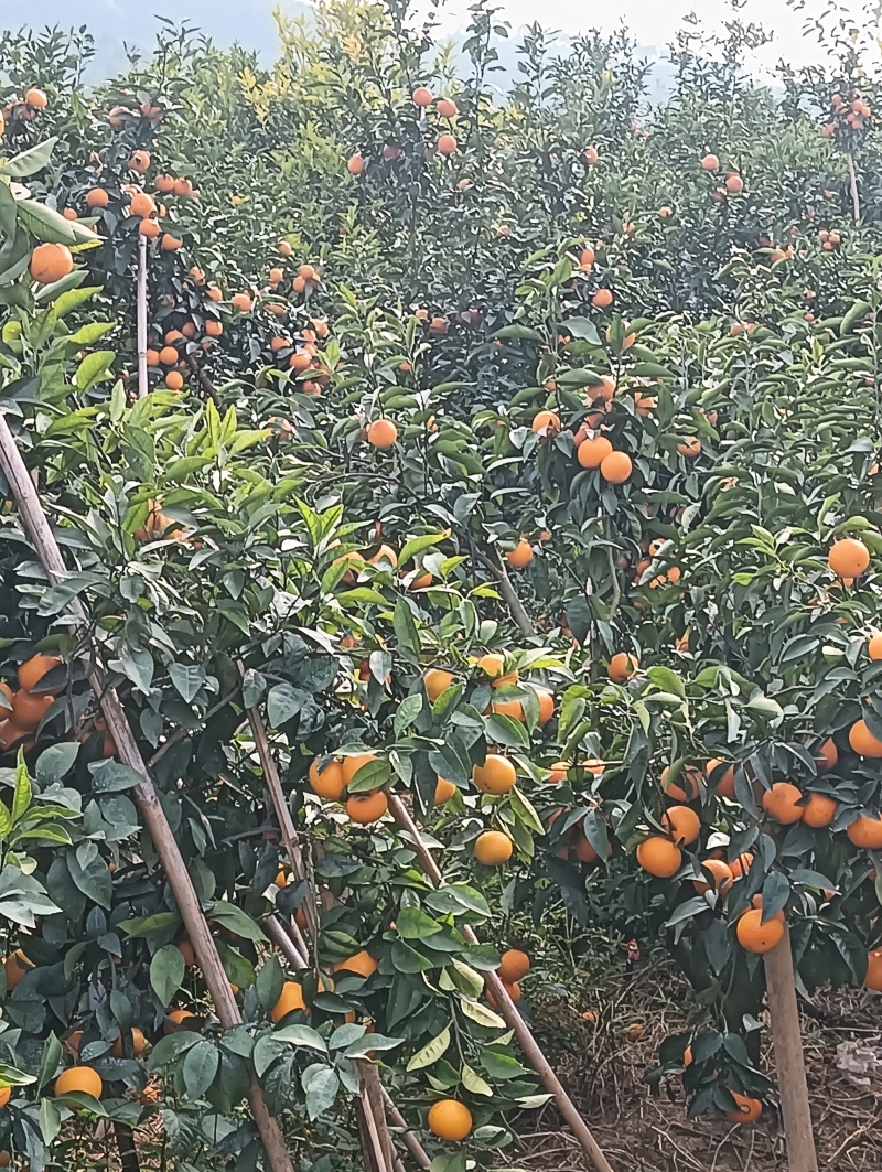 砂糖橘沃柑