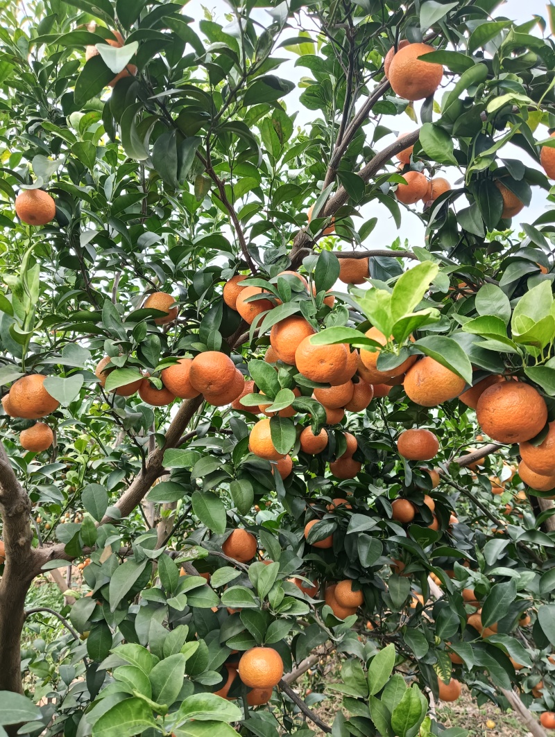 砂糖橘沃柑