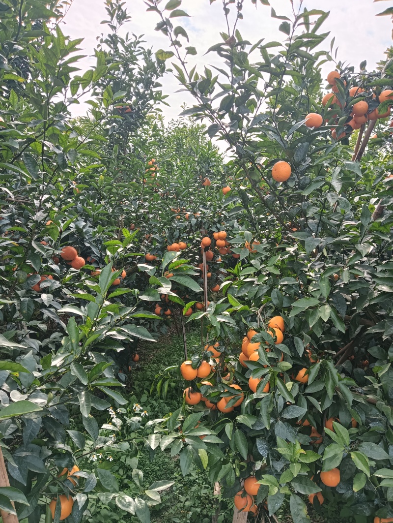 砂糖橘沃柑