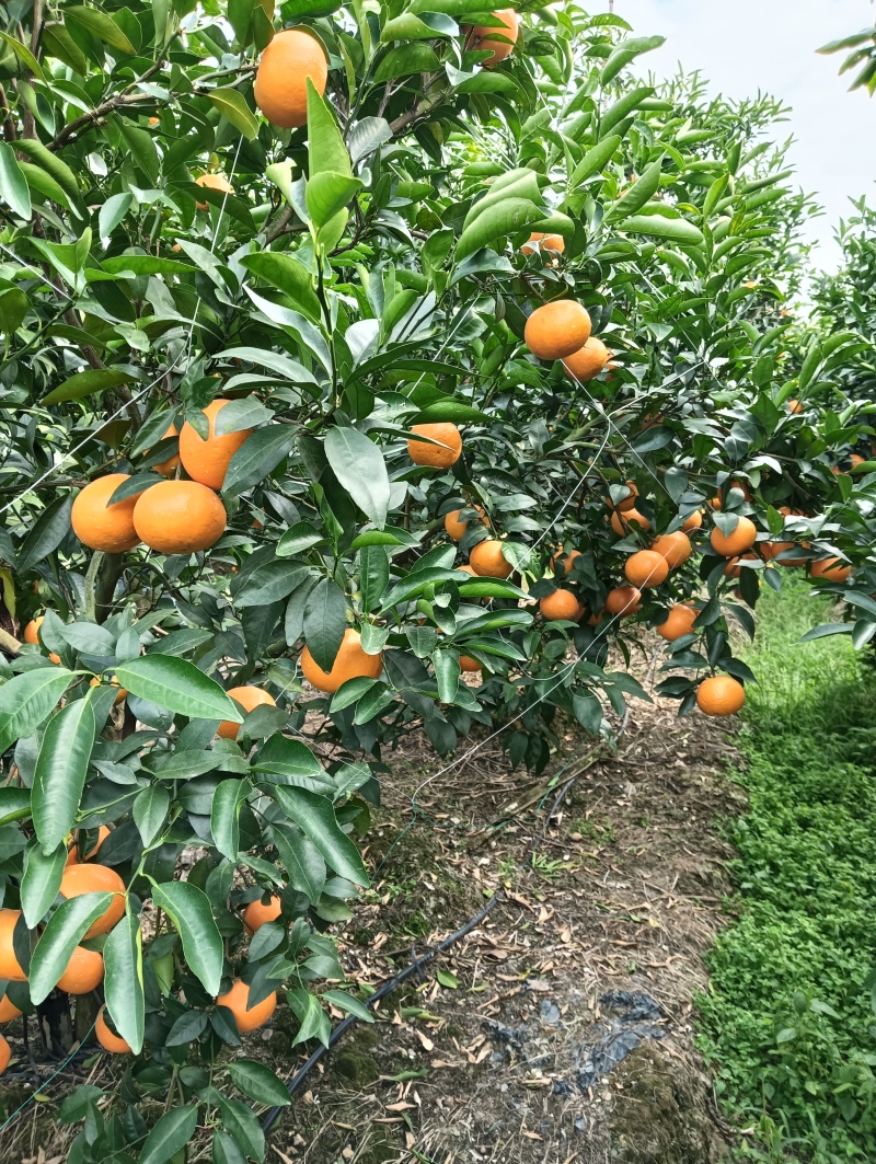 砂糖橘沃柑