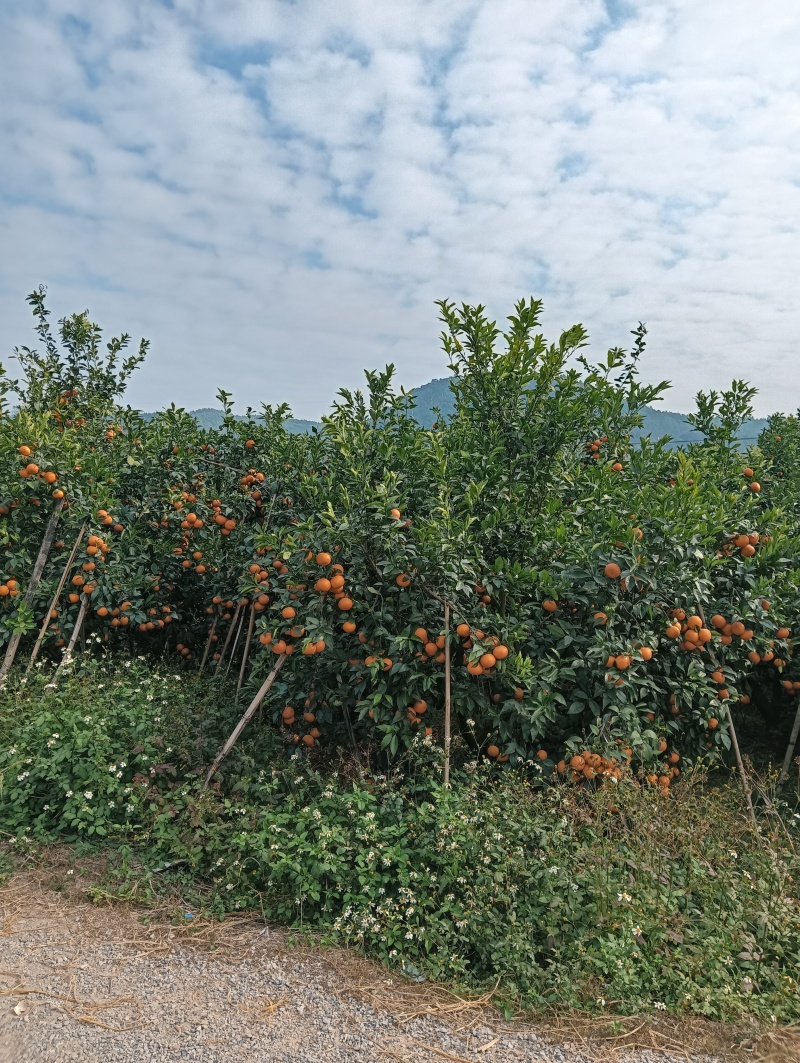 砂糖橘沃柑