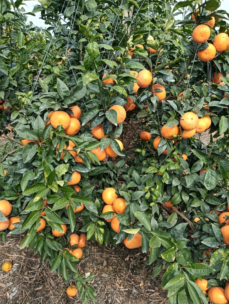 砂糖橘沃柑