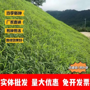 百喜草种子厂家货源批发价格全国发货价格便宜欢迎下单咨