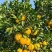 精品红江橙一手货源新鲜采摘量大从优质量保证欢迎咨询