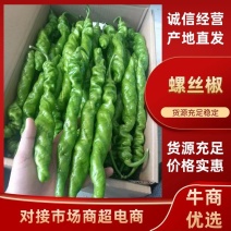 湛江鲜辣椒、螺丝椒、陇椒，产地一手货源，量大质优