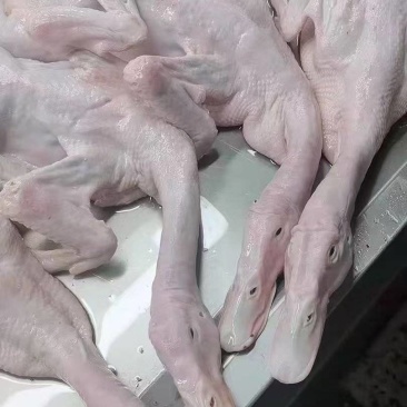 白条鸭厂家直销。各种规格都有。鸭副产品。欢迎电商加工厂批发价