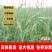披碱草厂家货源批发价格全国发货价格便宜欢迎下单咨询