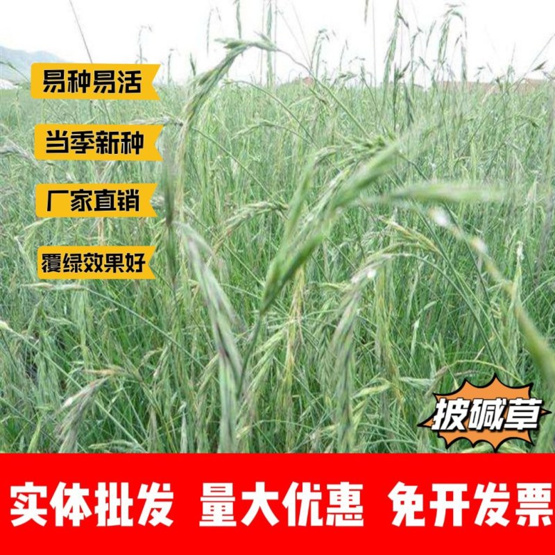 披碱草厂家货源批发价格全国发货价格便宜欢迎下单咨询