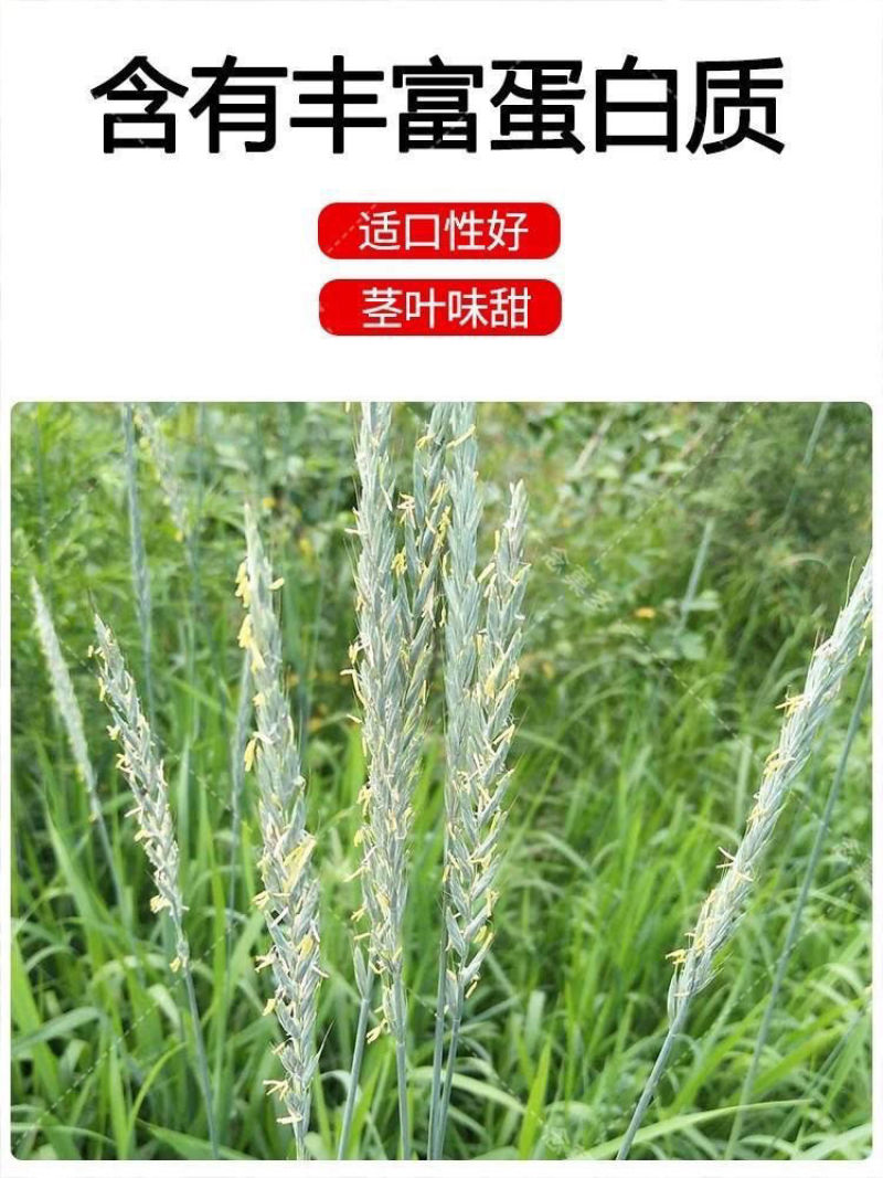 披碱草厂家货源批发价格全国发货价格便宜欢迎下单咨询