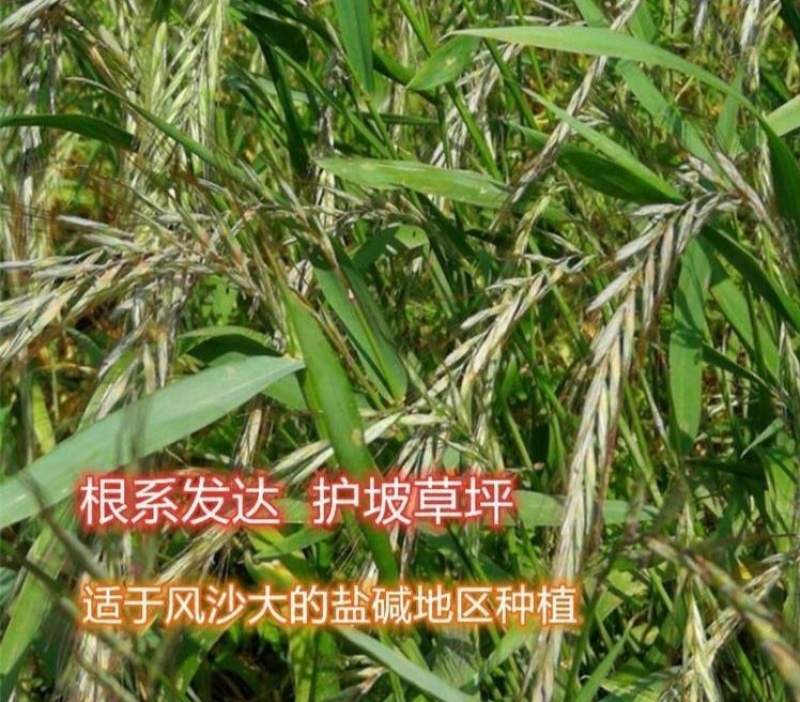 披碱草厂家货源批发价格全国发货价格便宜欢迎下单咨询