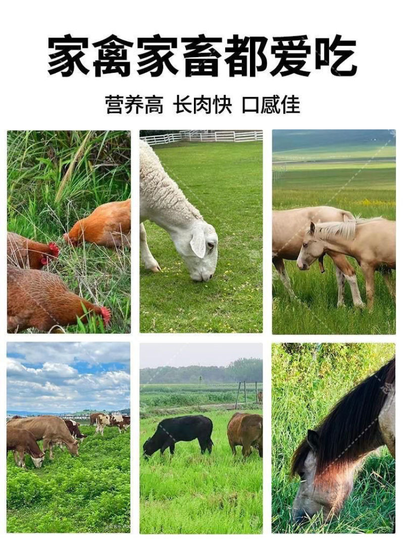 披碱草厂家货源批发价格全国发货价格便宜欢迎下单咨询