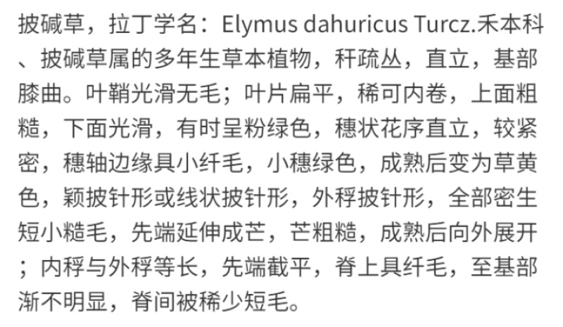 披碱草厂家货源批发价格全国发货价格便宜欢迎下单咨询