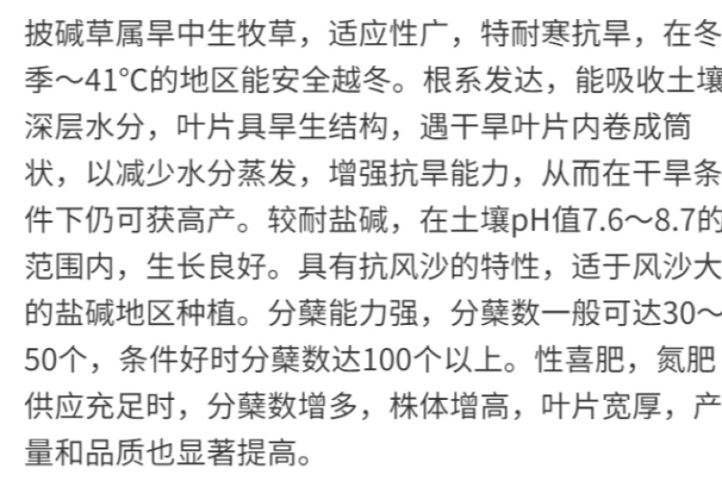 披碱草厂家货源批发价格全国发货价格便宜欢迎下单咨询